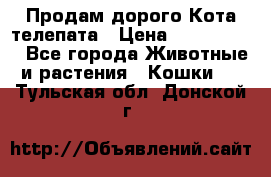  Продам дорого Кота-телепата › Цена ­ 4 500 000 - Все города Животные и растения » Кошки   . Тульская обл.,Донской г.